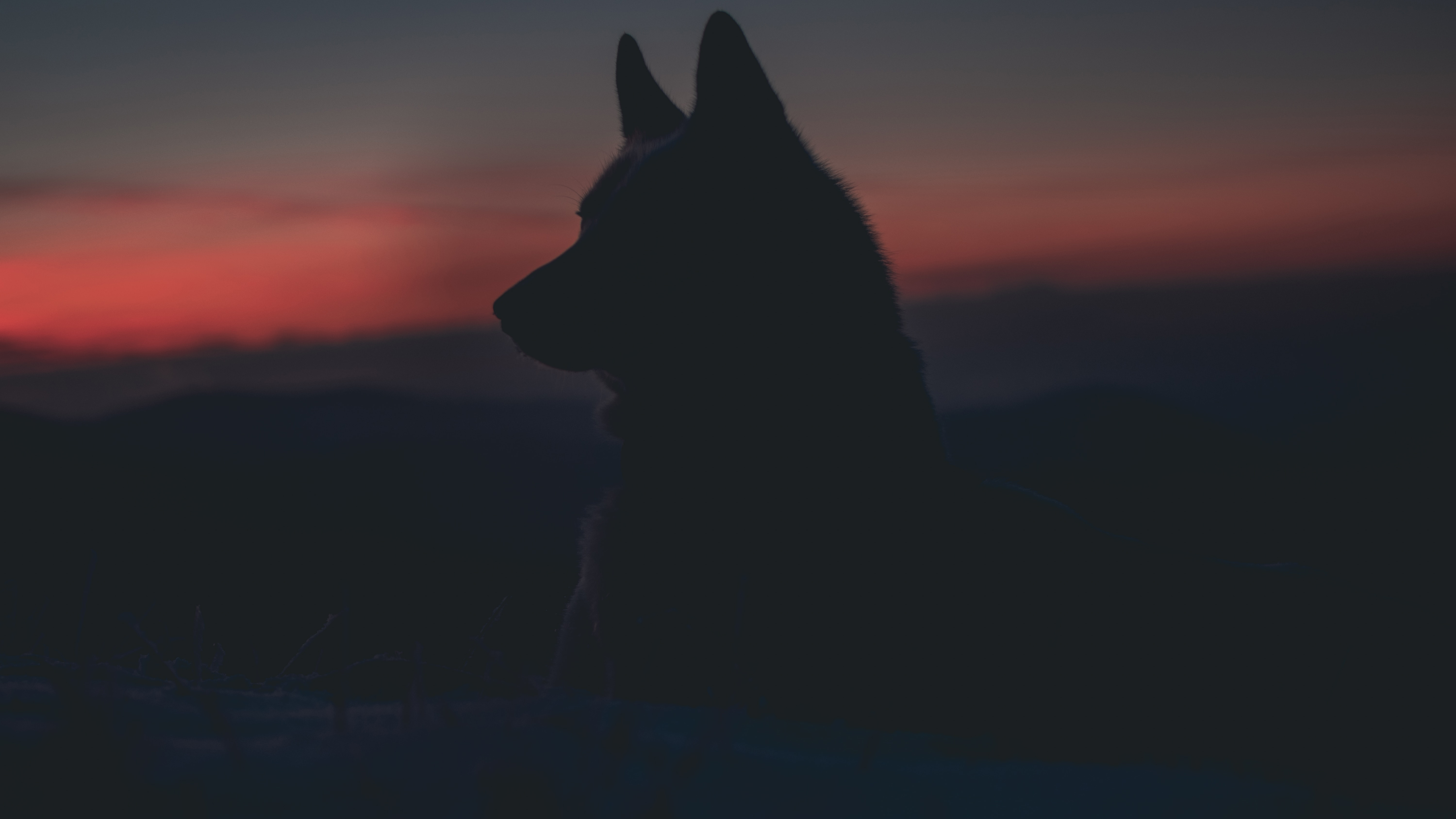 Gray wolf in front of a sunset.